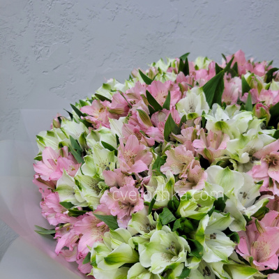 Букет из 51 альстромерии