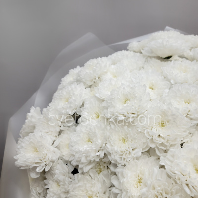 Букет из 25 белых махровых кустовых хризантем